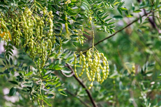 乡土散文消失的村庄,乡土散文朗诵