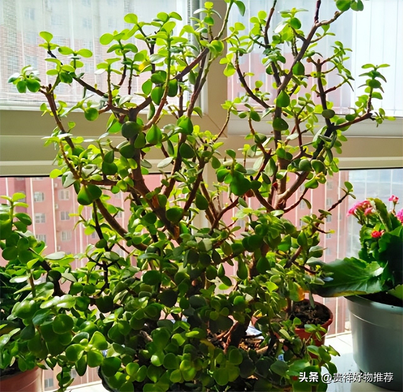 过节家里摆放8种吉祥和福运的花,过年期间适合家庭摆放的花