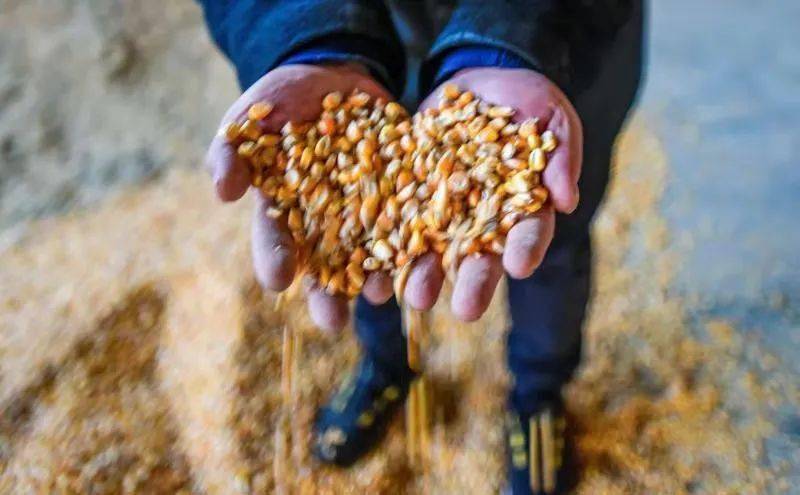 大叔创业亏百万靠帮人省钱逆袭,大叔坚持养殖创业4年