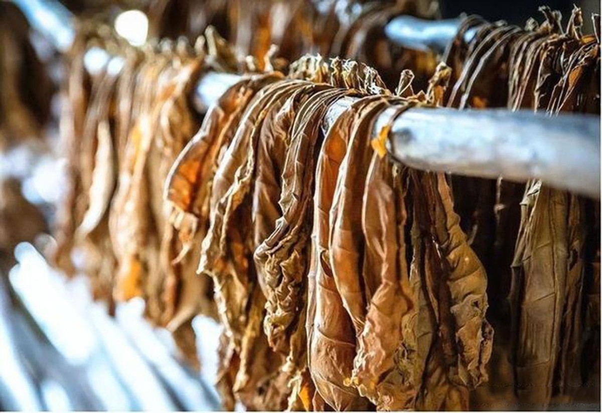 世界最贵的雪茄烟多少钱一支,世界最贵雪茄烟多少一盒