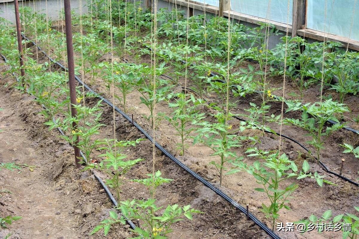 蔬菜三减三增种植技术,蔬菜种植小知识助农扶农