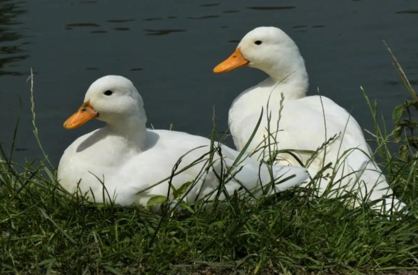 禽医静心谈鸭子掉鞭怎么办，怎么解决