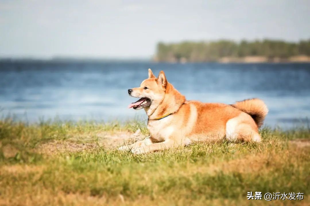 2023年财气最好的是哪几大生肖,2023年财运最好的是哪几个生肖