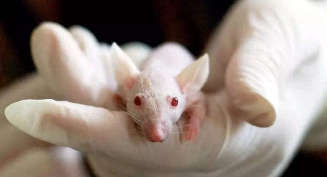 人体里有僵尸基因吗,人死后僵尸因子异常活跃