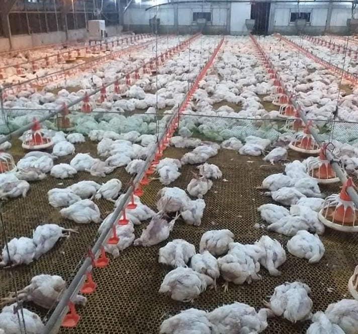 鸡中暑最佳治疗方法,鸡中暑了有些什么方法降暑的