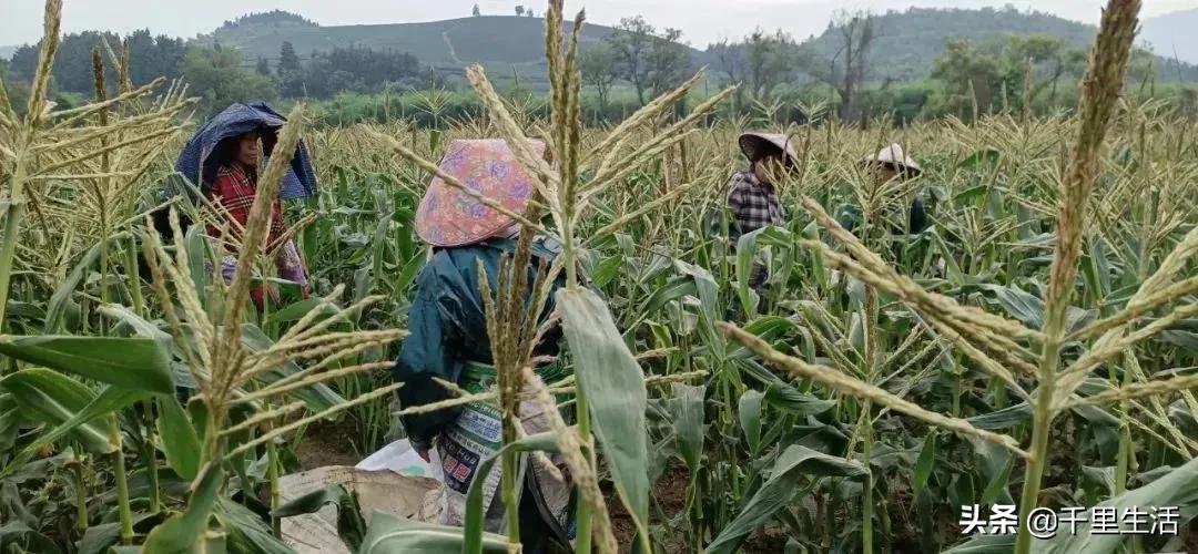 玉米界的“爱马仕”，一*爆口**浆，简直停不下来