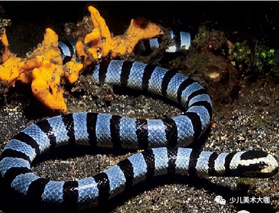 创意美术简单易学,创意美术幼儿