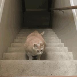 猫咪坐姿分辨性别,猫咪坐姿判断性别