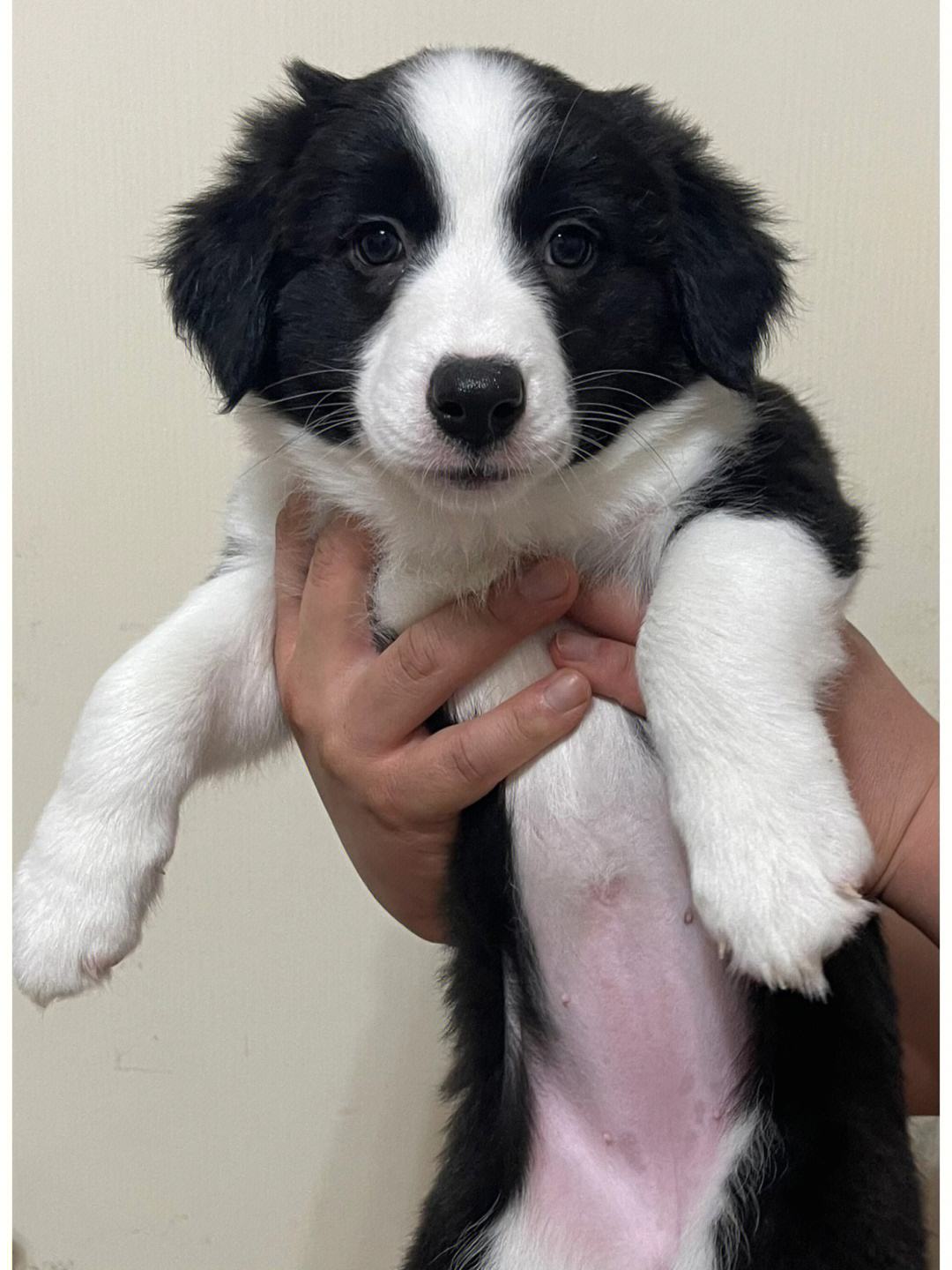 狗边境牧羊犬,边境牧羊犬训练的方法