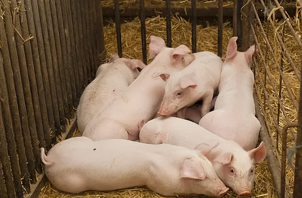 猪反复发烧打针退烧不打针又发烧,猪反复发烧带喘是什么原因引起的