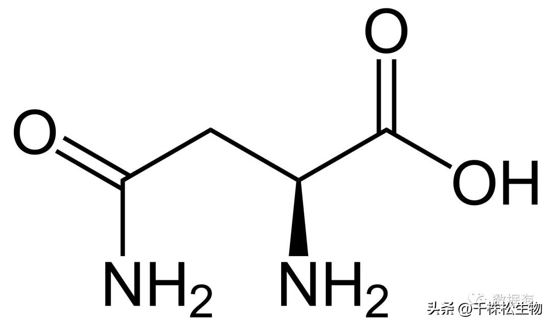 天门冬氨酸属于18种氨基酸吗,天门冬酰胺和天门冬氨酸的区别