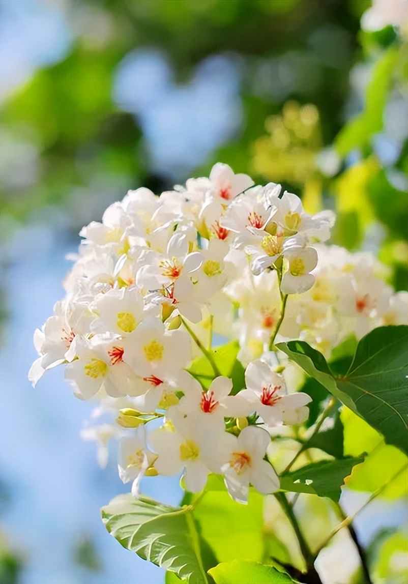 广州鹤之洲湿地公园游玩攻略简介,增城凤凰古城一日游最佳去处