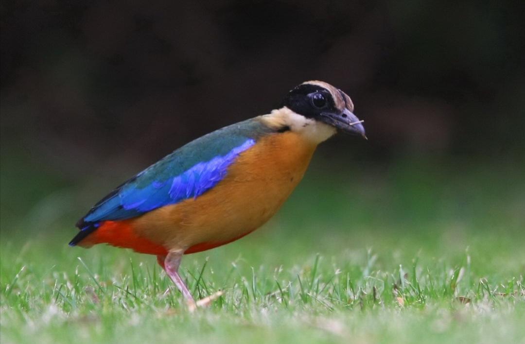 所有鸟图片大全大图,50张最佳鸟类摄影作品