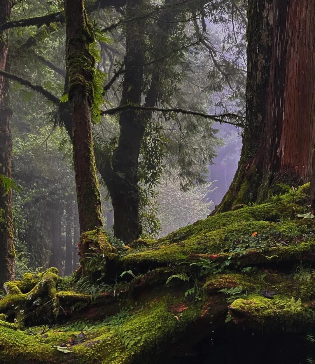 避暑胜地有山有水有树林,大别山避暑胜地有哪些