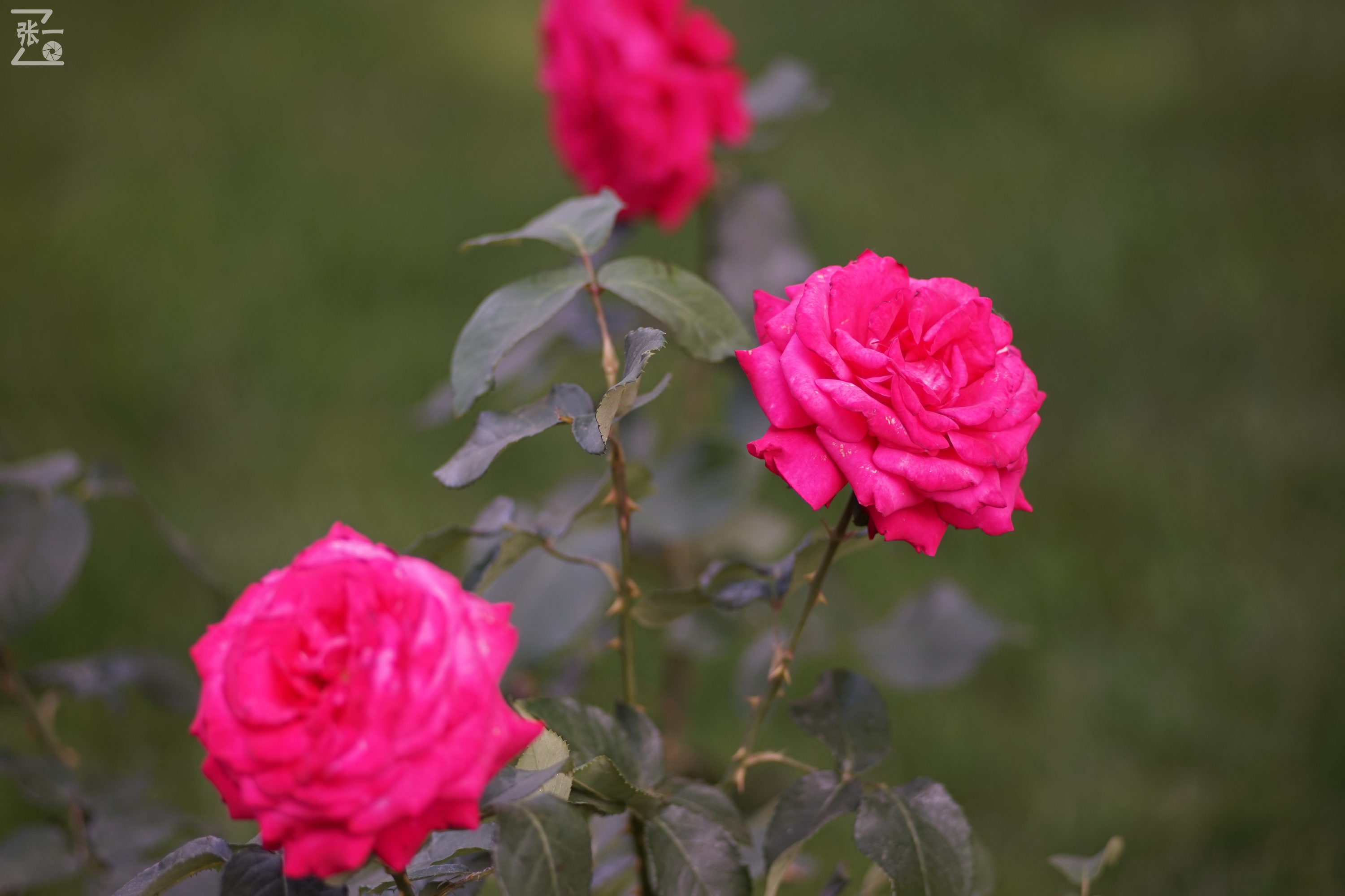 蔡司sonnar50毫米,蔡司sonnar镜头生产年份