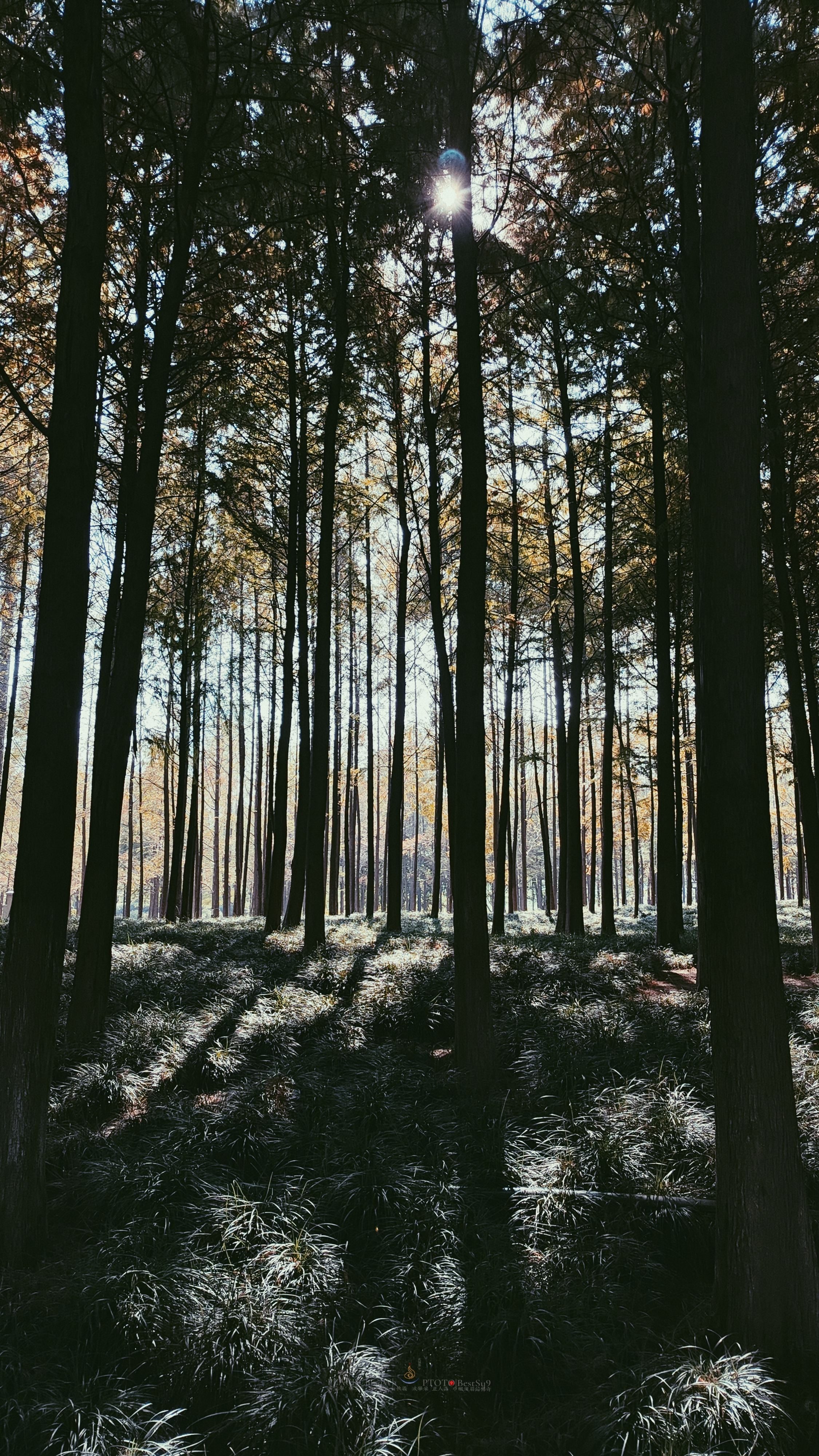 武汉内环大沙湖旅游,武汉沙湖公园最新视频