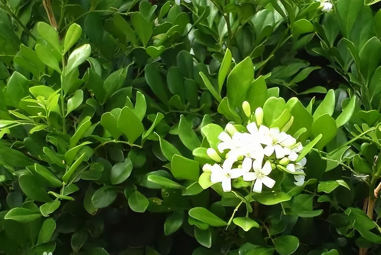 植物识别小口诀，总结的太全了！