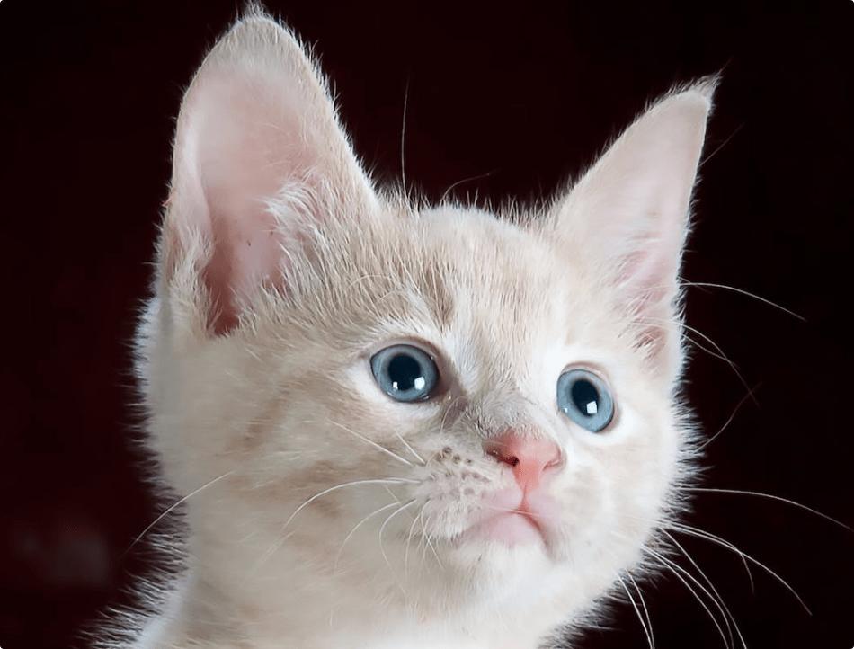 富力鲜猫罐头24罐混合口味,巅峰猫罐头哪个口味适口性好一点