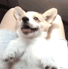 小狗狗走丢了怎么办,狗狗丢了怎么100%找回