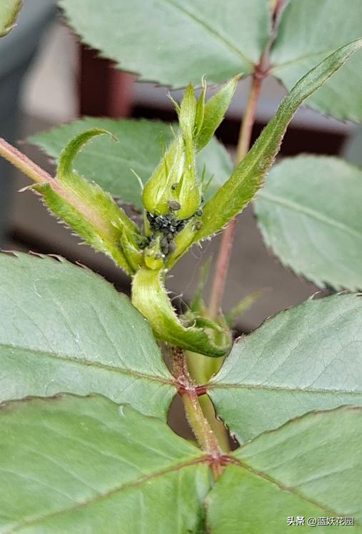 月季打药枯萎怎么办,月季出现了肥害怎么办