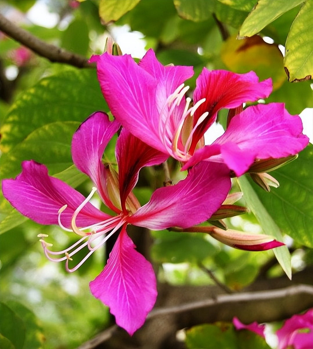 紫荆花开周柏豪,紫荆花开歌词完整版