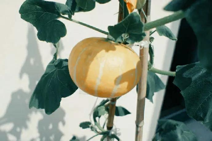 南瓜不结瓜教你一个妙招,南瓜旺长不结瓜如何处理