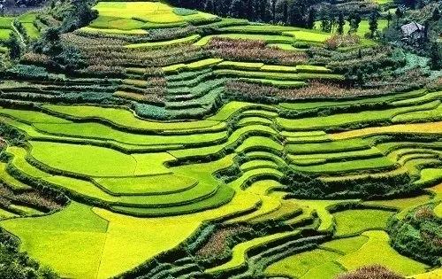 种植业最有潜力的品种,目前最有前景的种植业有哪些品种