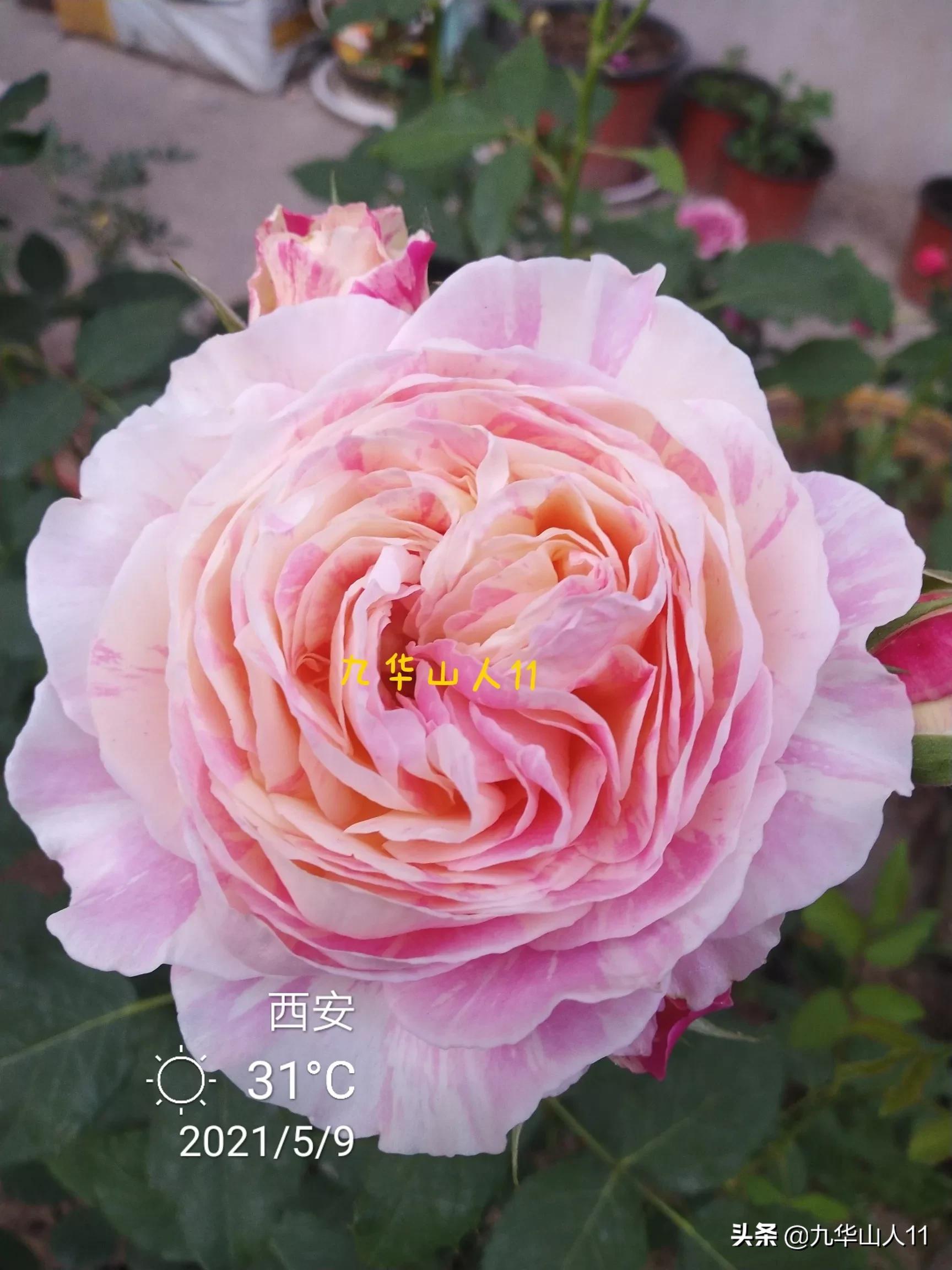 大花浓香勤花的月季品种,大花月季品种介绍大全图片及价格