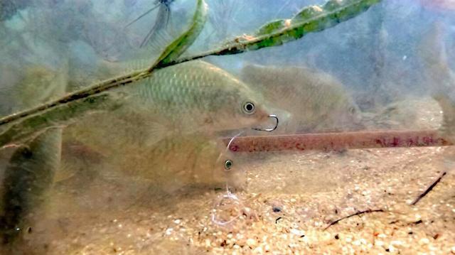 钓黄金鲫鱼用什么钩好,春天钓鲫鱼的正确方法与技巧