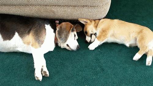 最新狗狗禁养名单,狗狗禁养名单