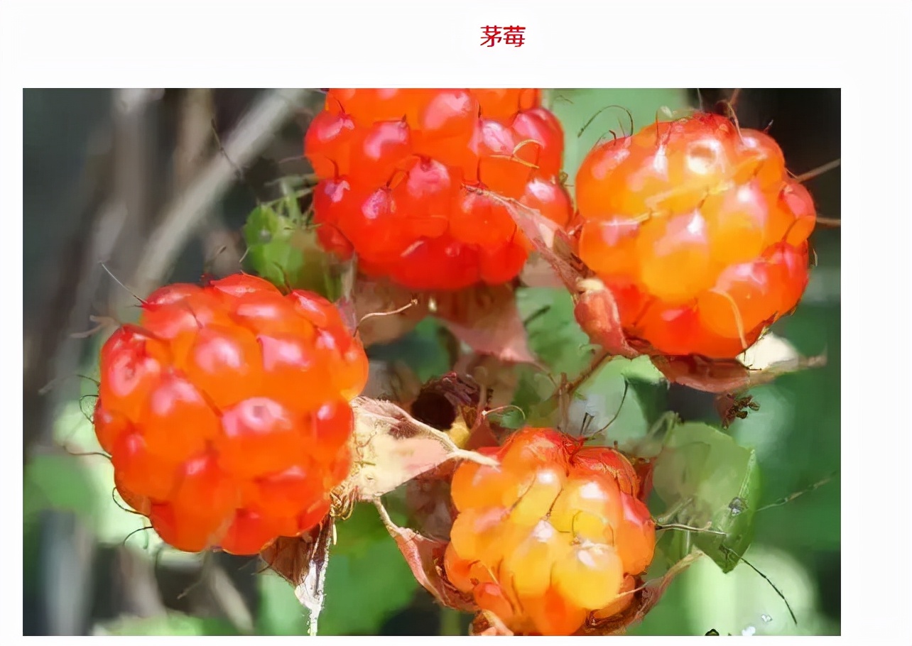 世界最好吃的水果十大排行,世界最营养又好吃的水果有哪些