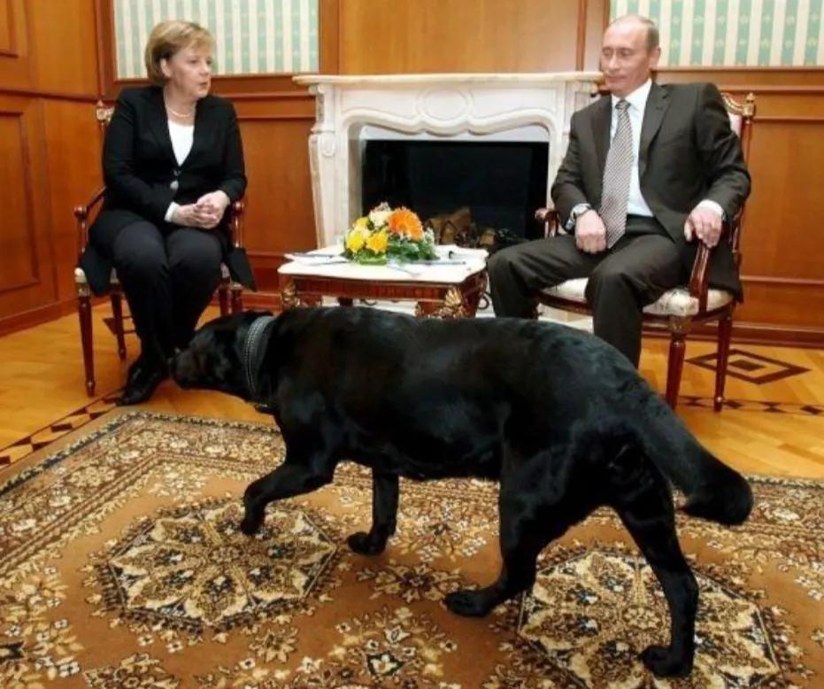 普京到底有多喜欢狗,普京为啥这么多人喜欢他