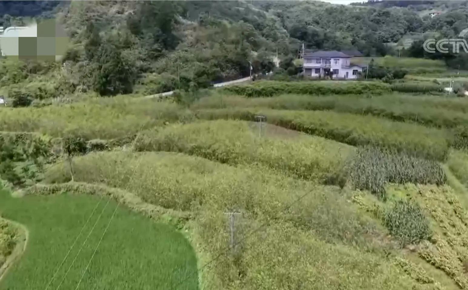 湖南男子钻进深山，将杜仲树叶变成宝，一年卖出上百万元