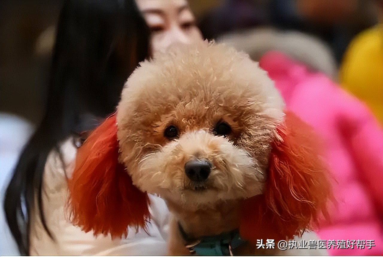 小狗突然呕吐是什么原因引起的,小狗出现呕吐有什么征兆