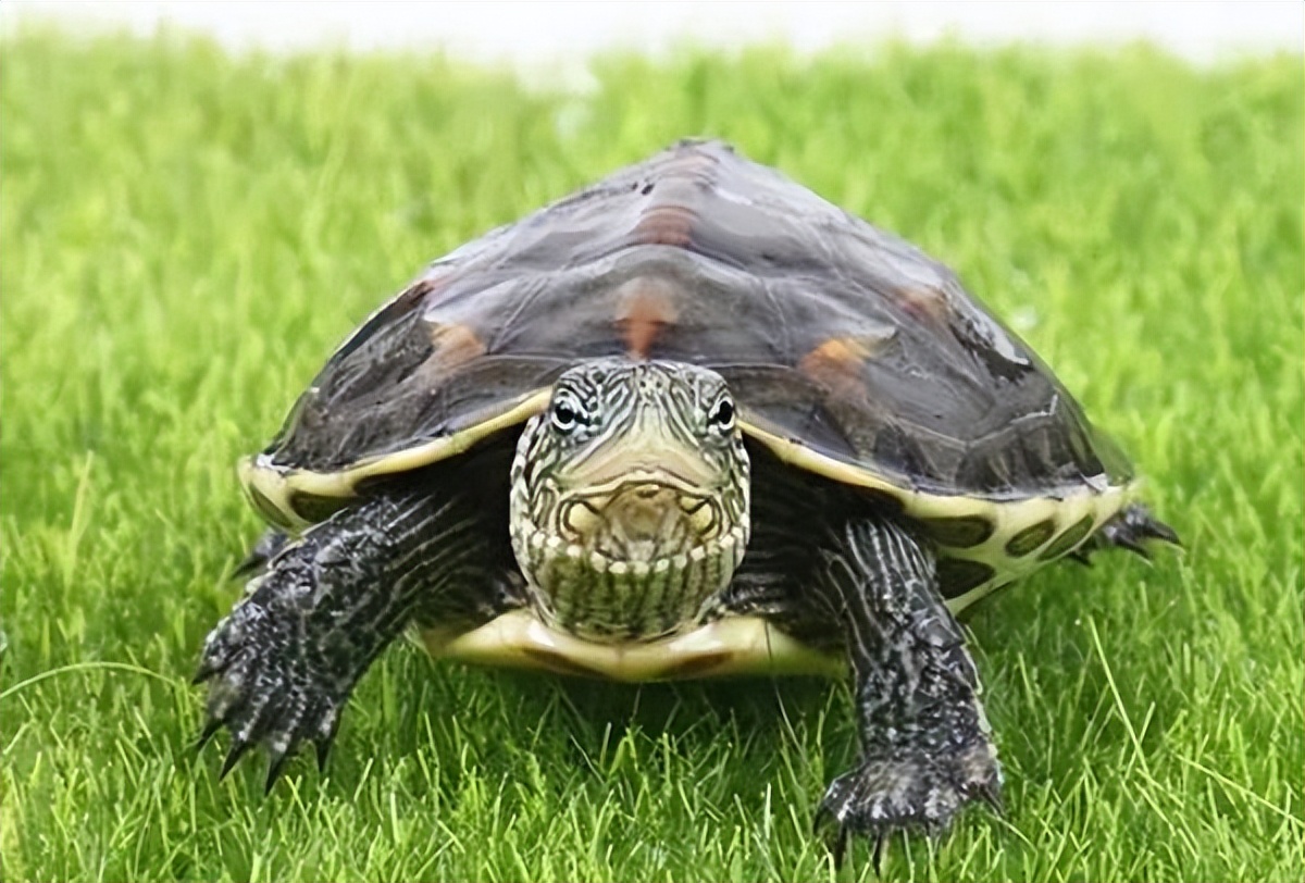 冬天新手养龟的最佳方法,新手养龟需要恒温器吗