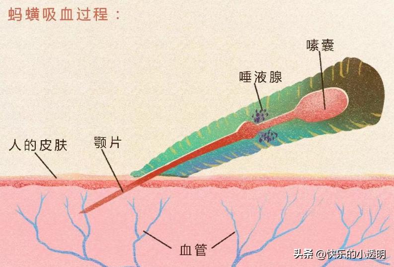 如果蚂蟥吃进肚子里能长期存活吗,蚂蟥食入体内能存活吗