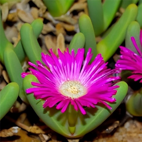 102个大类近500个多肉植物图片，都极其美丽，建议在家中也养一盆