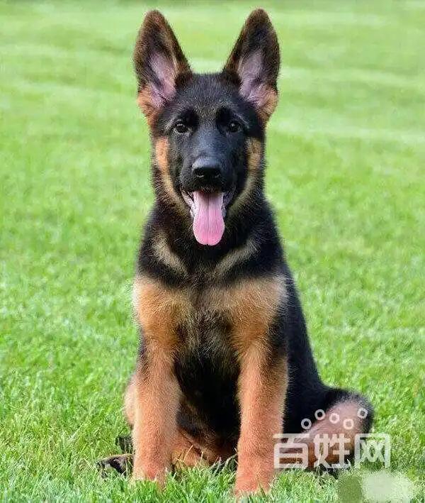 德牧价格多少钱一只？德牧的训练方法和技巧你知道吗？