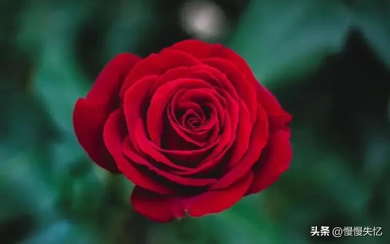 鍏充簬鐜懓鑺辩殑鍞編灏忚瘲,鐜懓鑺辨紓浜敮缇庣殑璇楀彞