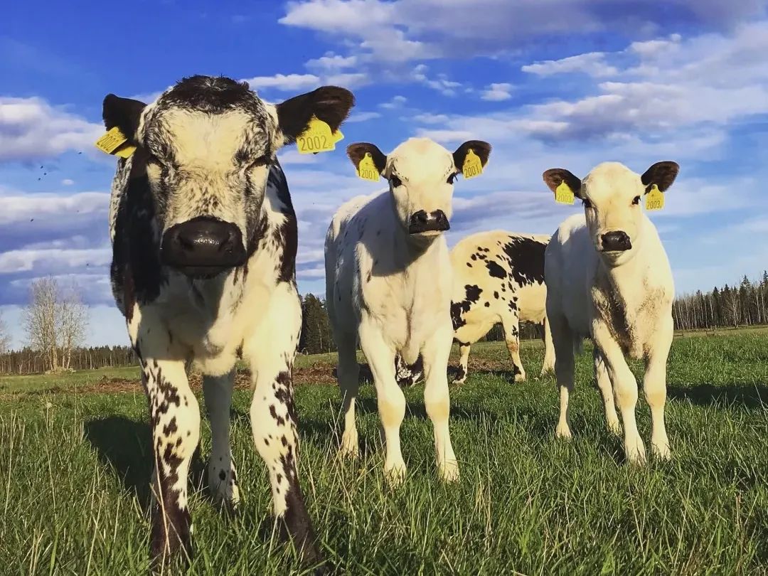 Wow,nocow！哇，没有奶牛