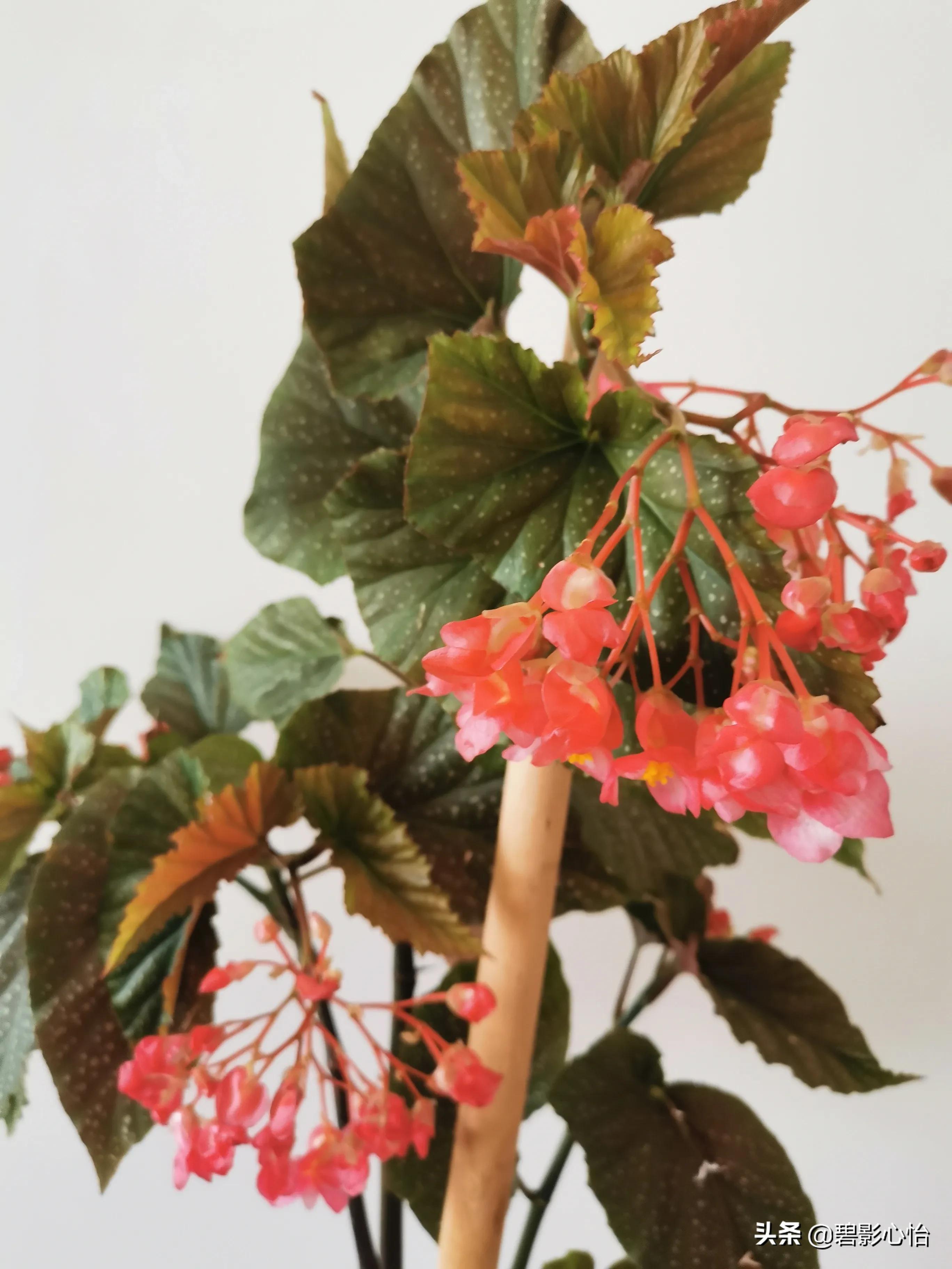 竹节海棠怎么养又粗又壮,竹节海棠怎么养叶片又宽又大