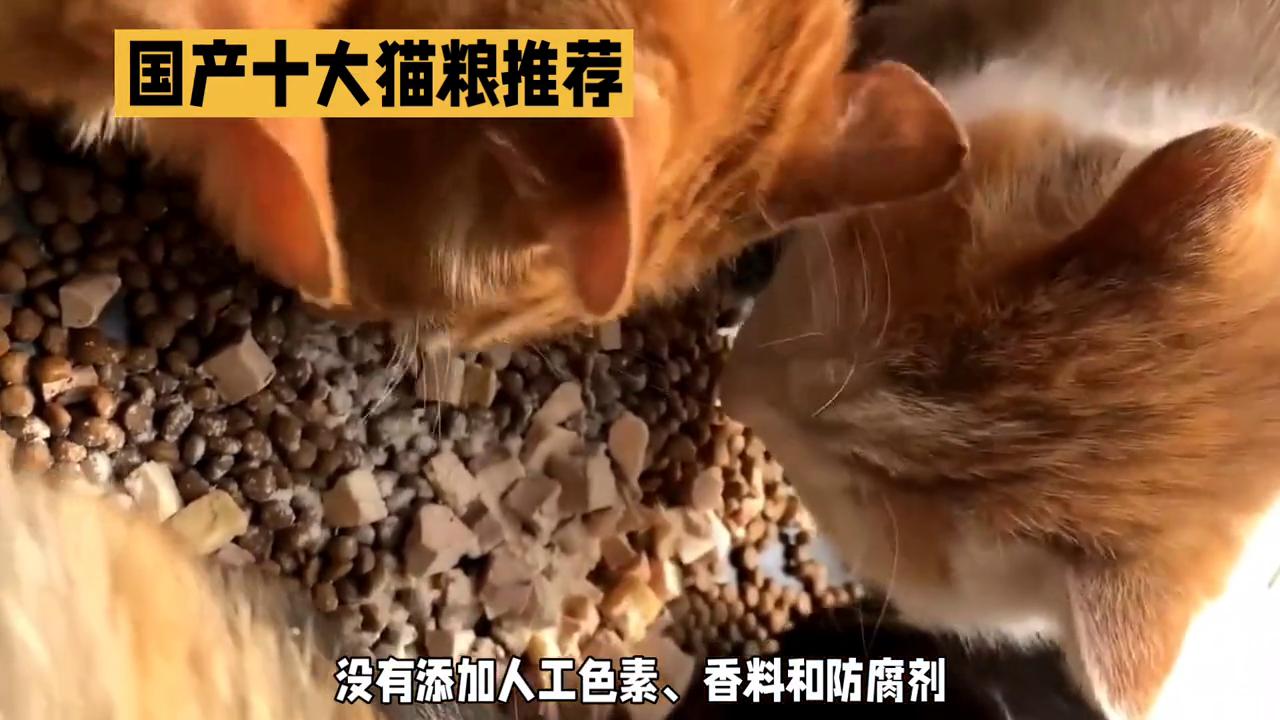 进口猫粮和国产猫粮,国产猫粮好还是进口猫粮好