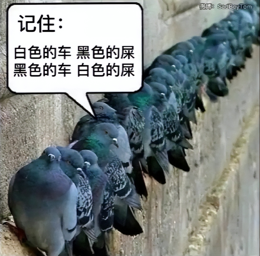 为什么鸟老在白车上拉屎,为什么鸟粪便老拉在黑色车上