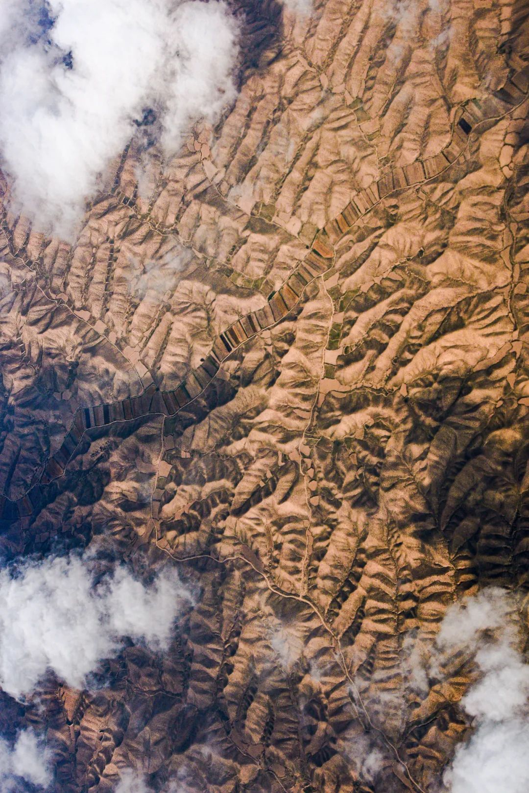 甘肃人一年四季都吃面为什么不胖,甘肃吃米还是面