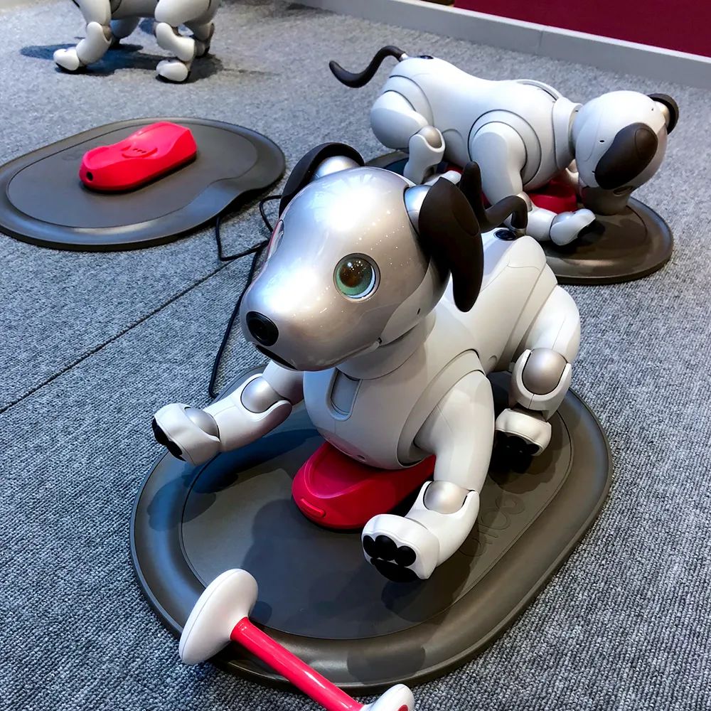 人与动物的相处故事100字,人与动物的温情故事