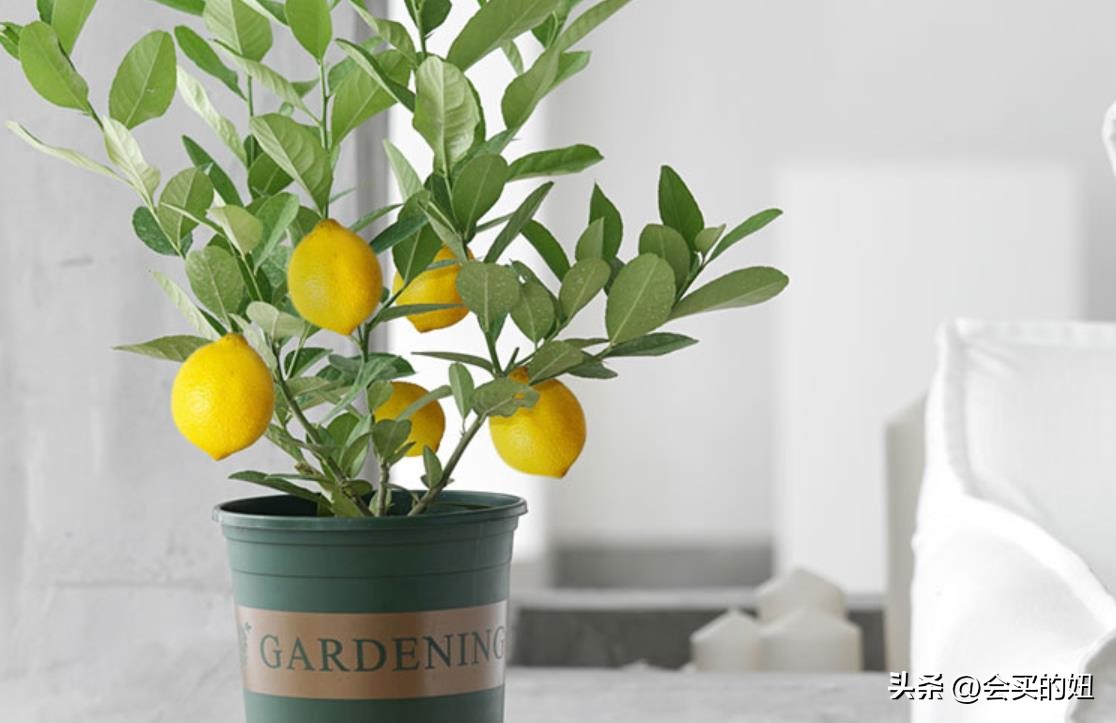 价格便宜且又有实用价值的绿植,家里值得买的绿植