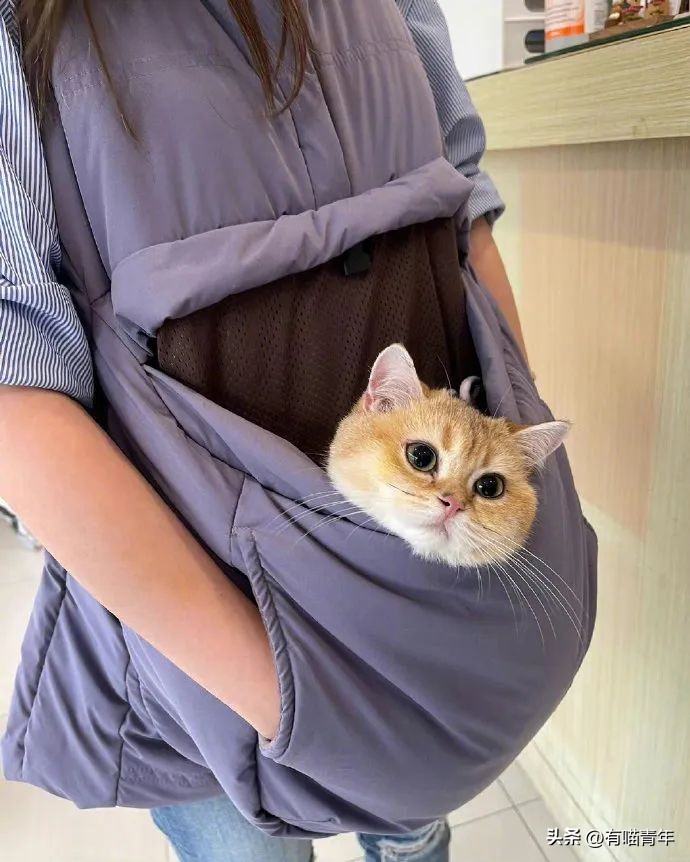 16个变态又实用的养猫妙招必看,养猫必看的100个技巧