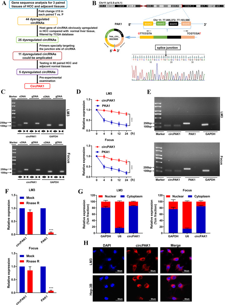 CircPAK1与14-3-3ζ相互作用,调节YAP核定位促进肝细胞癌进展
