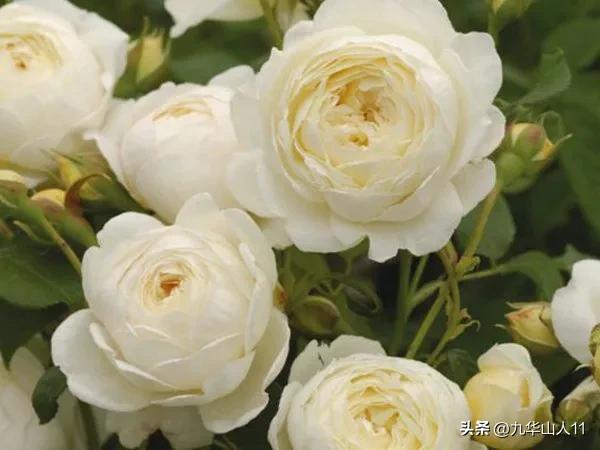 藤本月季品种列表,小型的藤本月季品种