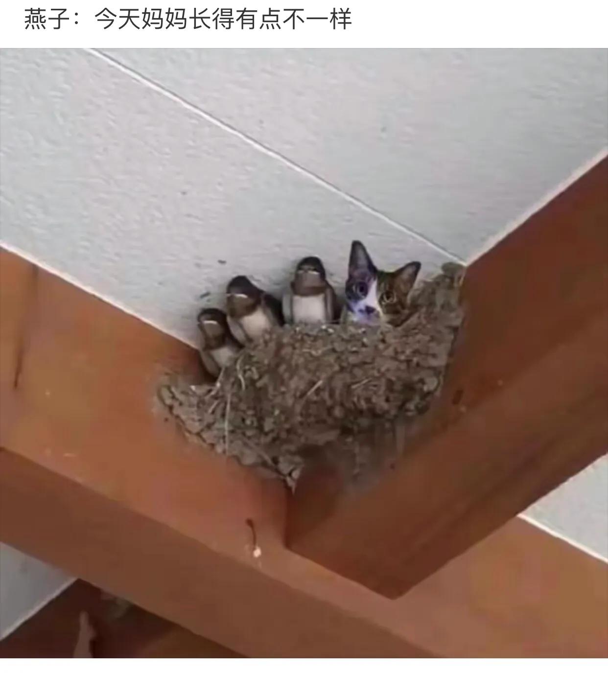 爆笑吐槽侮辱人的智商,盘点侮辱性极强的十大爆笑集锦